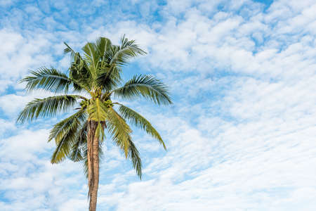 Coconut tree under blue sky and cloud.の写真素材