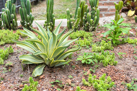 Desert plant in desert garden.の写真素材