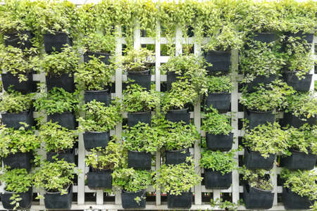 Little plants in pots on the wall.の写真素材