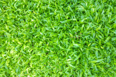 green grass texture for background.の写真素材