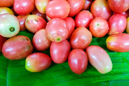 Very fresh tomatoes on green banana leaf.の写真素材