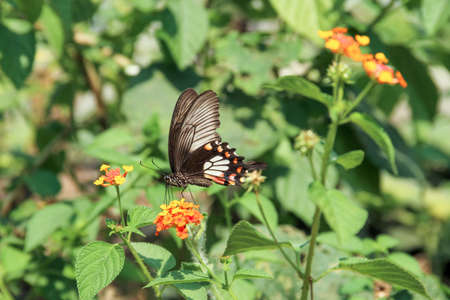 Black Swallowtail on Flower.の写真素材