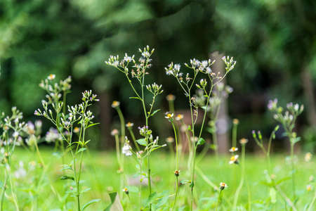 Tropical small grass flowers in close upの写真素材