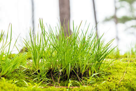 Close up of green grass in the natureの写真素材
