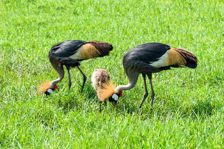 Crowned crane (balearica regulorum) in green savannah.の写真素材