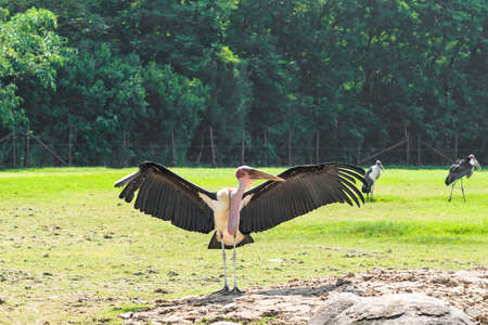 Marabou stork is open wings in the warm sun.の写真素材