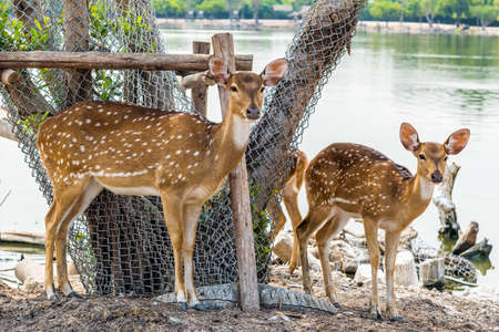 Close up of giant and little spotted deer in a farm.の写真素材