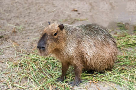 Capybara Hydrochoerus hydrochaeris sitting on the grass ground.の写真素材