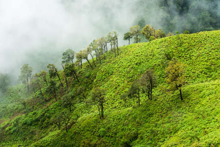 Fog covered rain forest on mountain ridge in a national park on morning.の写真素材