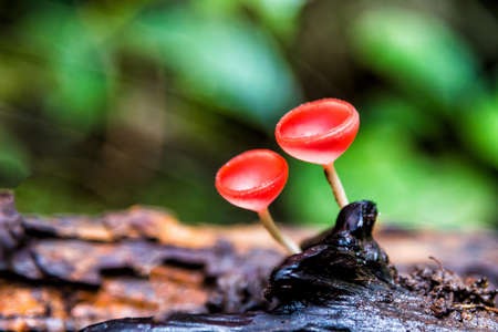 Close up Mushroom Champagne (Cookeina sulcipes) in rain forest.の写真素材