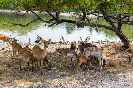 A group of spotted deer under the tree.の写真素材
