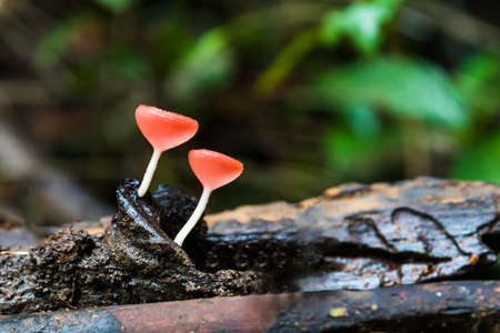 Close up Mushroom Champagne (Cookeina sulcipes) in rain forest.の写真素材