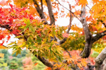Beautiful Color of maple leaves in autumn.の写真素材