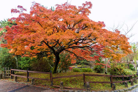 Maple tree in public park when autumn is coming.