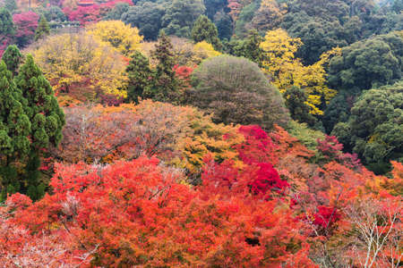 Colorful autumn forest in Buddhist Temple in Kyoto, Japan.