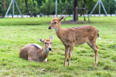 Close up of white spot deers on green grass.の写真素材