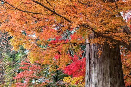 Colorful of maple leaves and giant tree in autumn.の写真素材