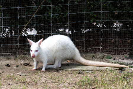 Close up of White wallaby or medium-sized kangaroo.の写真素材