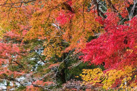 Beautiful orange color of maple leaves in autumn.の写真素材