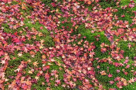 Colorful japanese maple leaves on green moss in autumn forest.