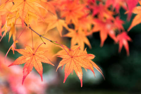 Beautiful orange color of maple leaves in autumn.の写真素材