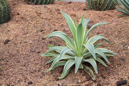Agave americana. Green leaves plant in desert garden.の写真素材