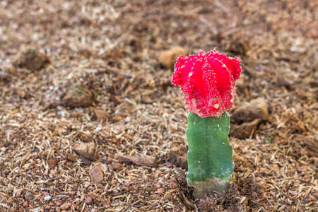 Colorful of cactus Gymnocalycium mihanovichii Graft in botanical garden.の写真素材