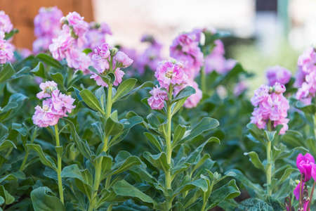 Blossoming colorful flowers in a autumn garden.の写真素材