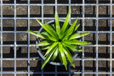 Bromeliad plant in a pot.の写真素材