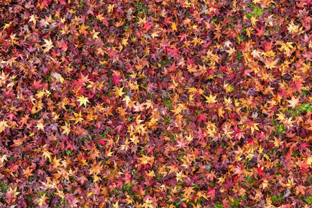 Colorful japanese maple leaves on green moss in autumn forest.の写真素材