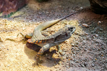 Butterfly lizards or Small-scaled lizards or Ground lizardsの写真素材