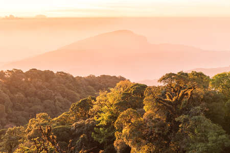 Green forest with ray of lights on the morningの写真素材