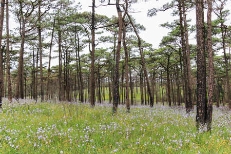 Wild flower in forest. Giganteum Murdannia at Phu Soi Dao National Park, Thailand.の写真素材