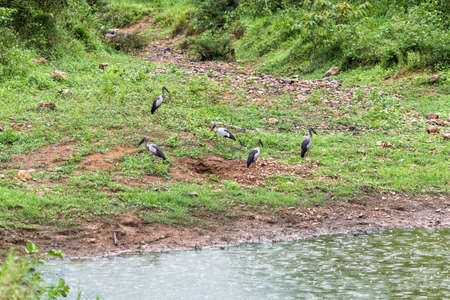 Group of Open-billed stork in nature.の写真素材