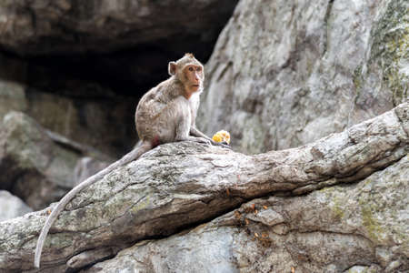Young male monkey is eating fresh corn.の写真素材