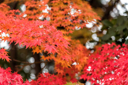 Beautiful orange and red of maple leaves in autumn.