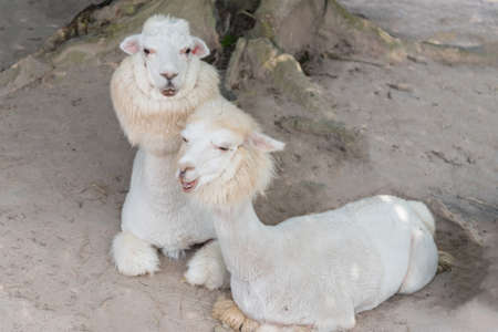 Alpaca lying and relaxing on ground.の写真素材