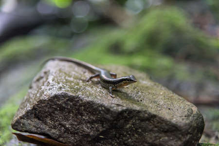 Variabled Skink, Speckled Sun Skink on the rock in tropical rain forest.の写真素材