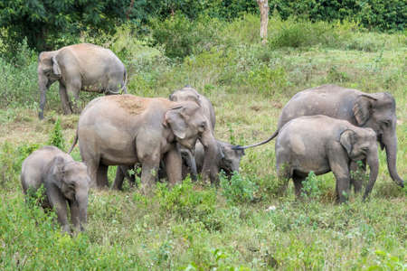Wildlife of family Asian Elephant walking and looking grass for food in  Kui Buri National Park, Thailandの写真素材