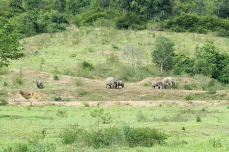 Family of Asian Elephant walking and looking grass for food in forest.の写真素材
