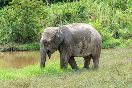 Wildlife of Asian Elephant in forest. Kui Buri National Park. Thailand.の写真素材