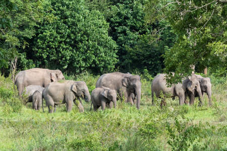 Wildlife of family Asian Elephant walking and looking grass for food in forest. Kui Buri National Park. Thailand.の写真素材