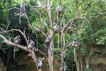 Dusky leaf monkeys on the tree.の写真素材