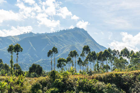 Mountain landscape with forest on cloudy day.