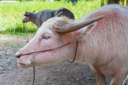 Albino buffalo animal agiculture in countrysideの写真素材