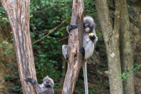 Dusky leaf monkey in the forest.の写真素材