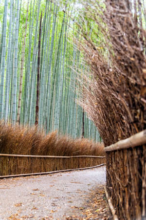 Bamboo forest at Arashiyama, Kyoto , Japanの写真素材