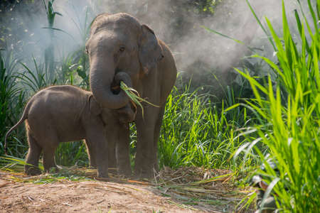 A young elephant right next to an adult one.の写真素材