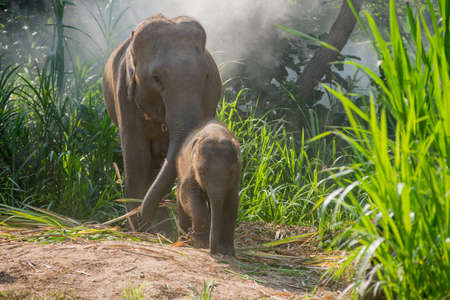 A young elephant right next to an adult one.の写真素材