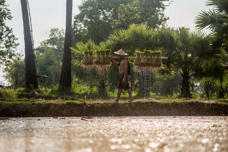 Thai farmer on green fields holding rice baby.の写真素材